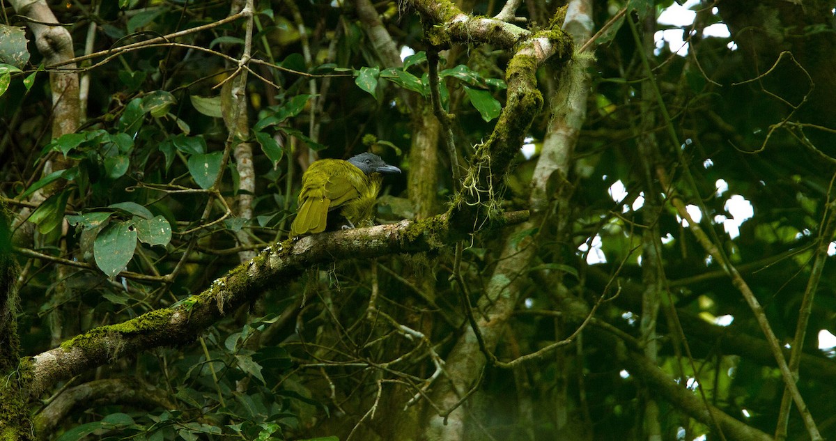 Green-breasted Bushshrike - ML205736791