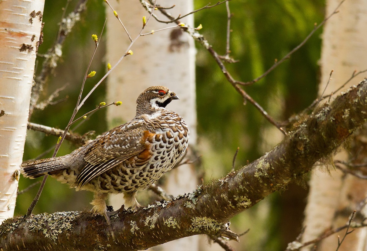 Hazel Grouse - ML205736861