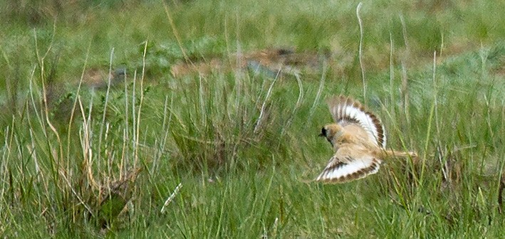 Pere David's Snowfinch - ML205736961