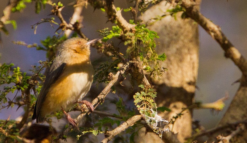 Red-faced Crombec - Morten Venas