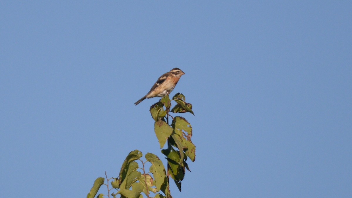 Rose-breasted Grosbeak - Daniel DeLapp