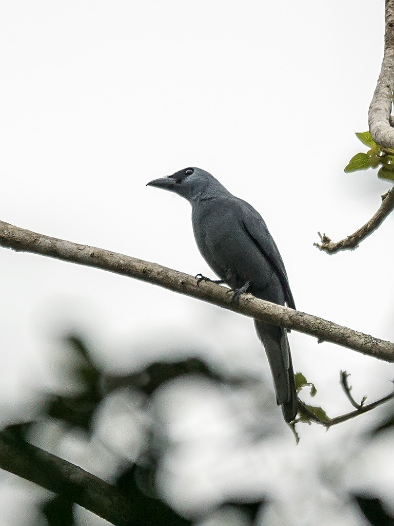 Stout-billed Cuckooshrike - David and Kathy Cook