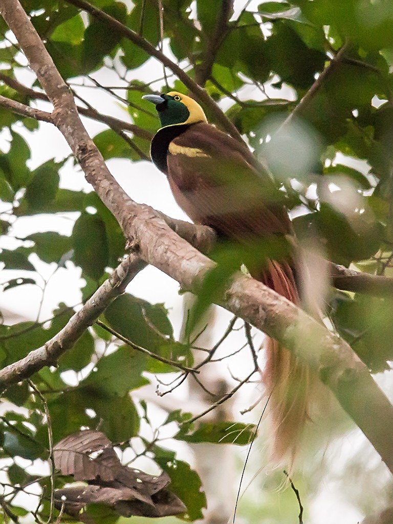 Raggiana Bird-of-Paradise - ML205737561