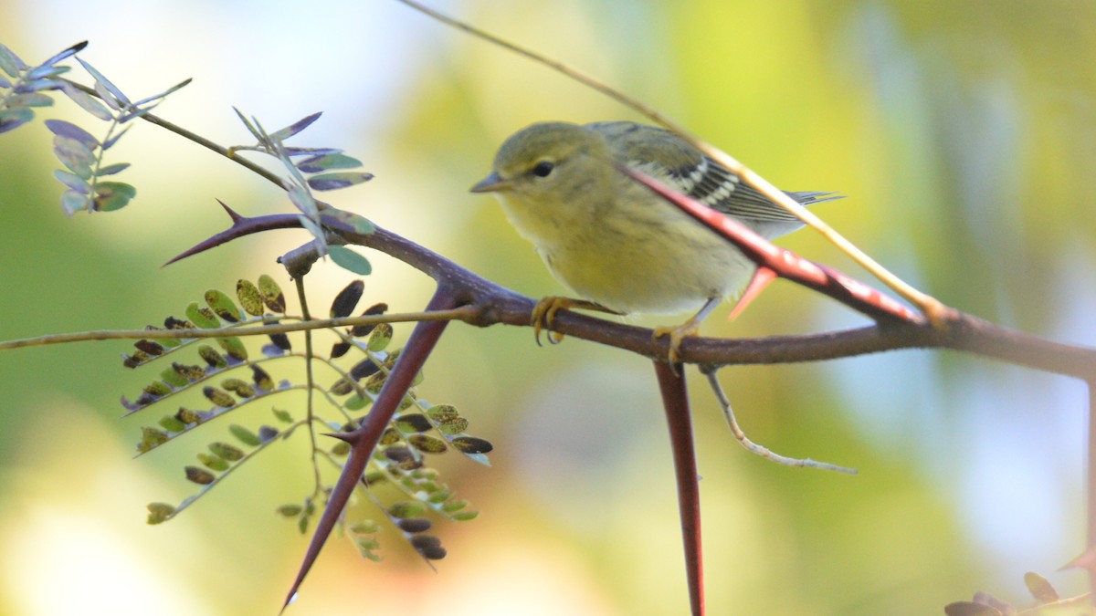 Blackpoll Warbler - ML20573761