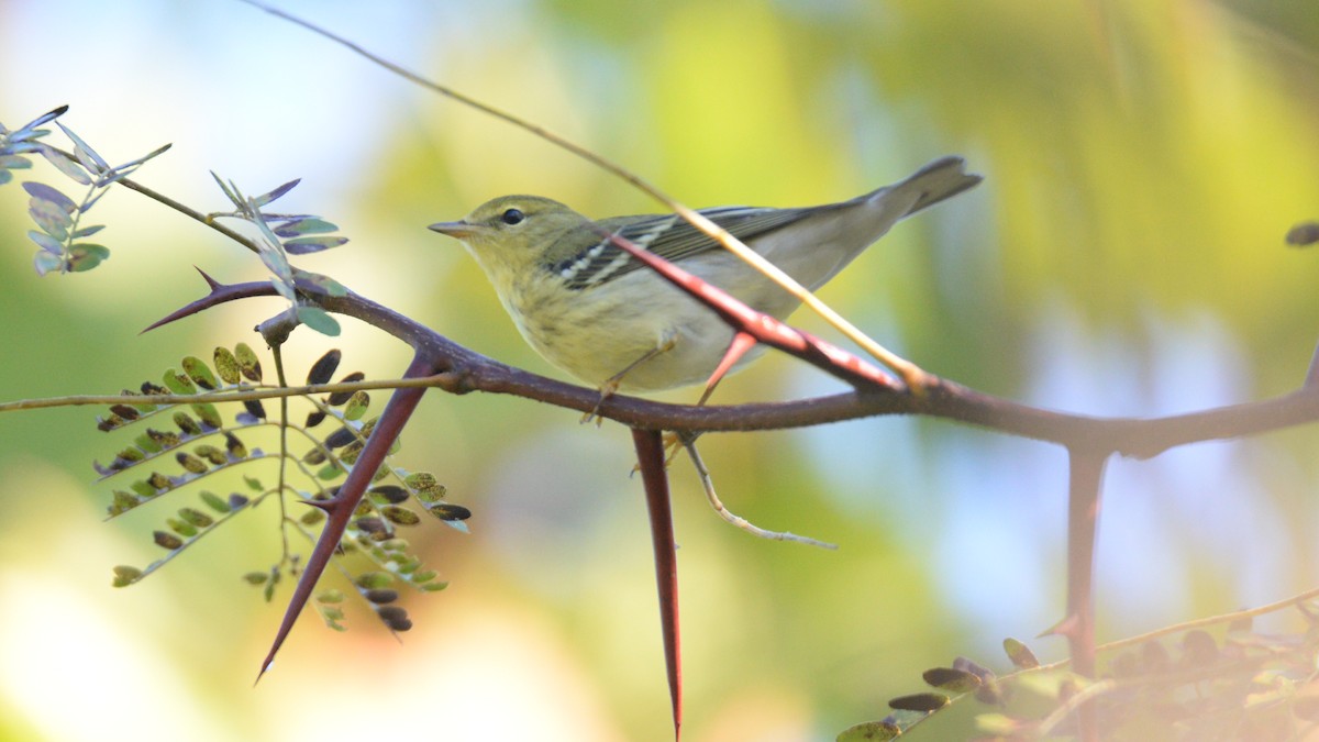 Blackpoll Warbler - ML20573781