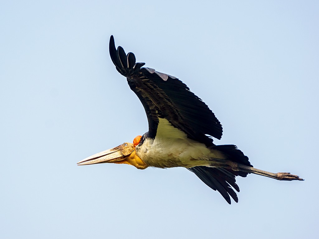 Greater Adjutant - ML205737991