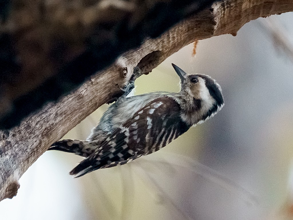 Gray-capped Pygmy Woodpecker - ML205738001