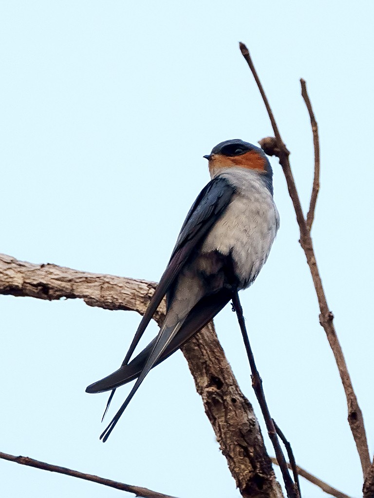 Crested Treeswift - ML205738011