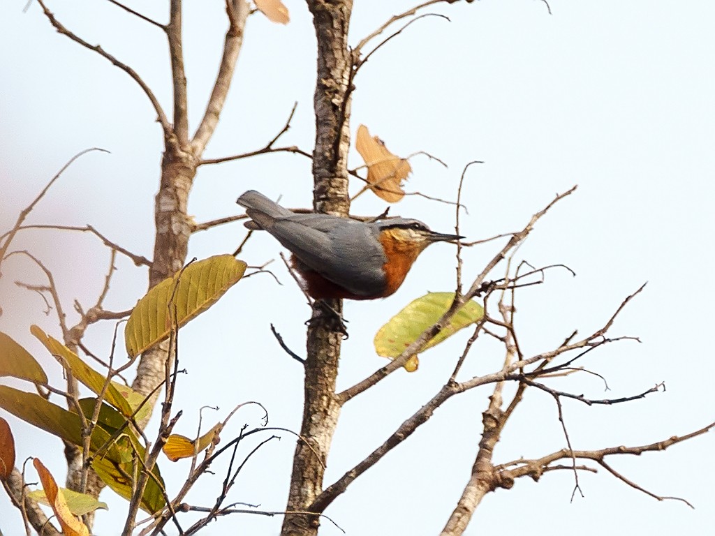 Burmese Nuthatch - ML205738021