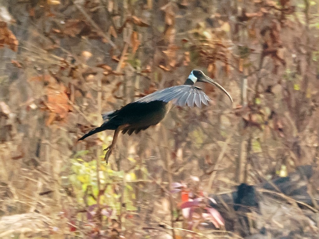 White-shouldered Ibis - ML205738031