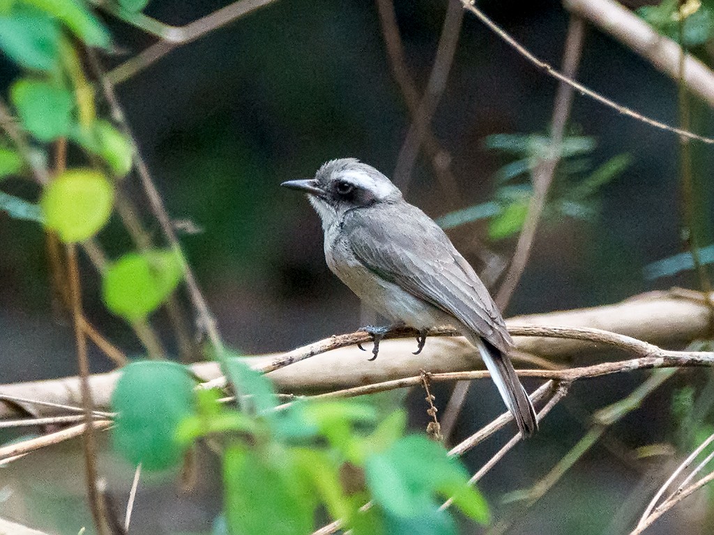 Common Woodshrike - ML205738041