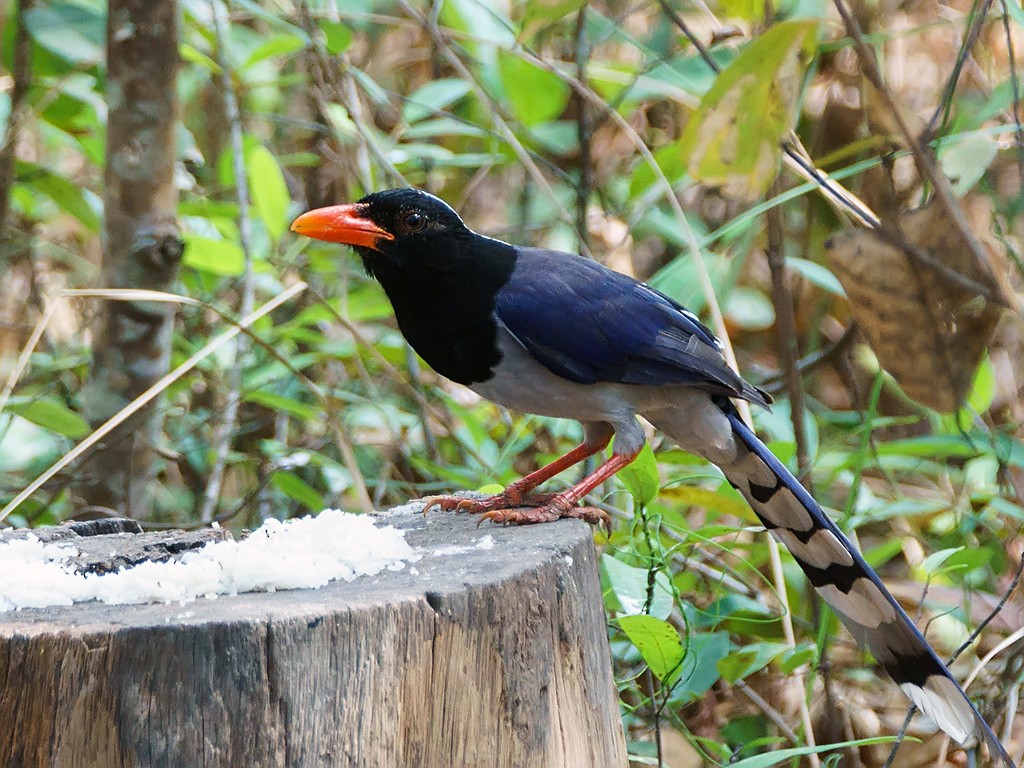 Red-billed Blue-Magpie - ML205738061