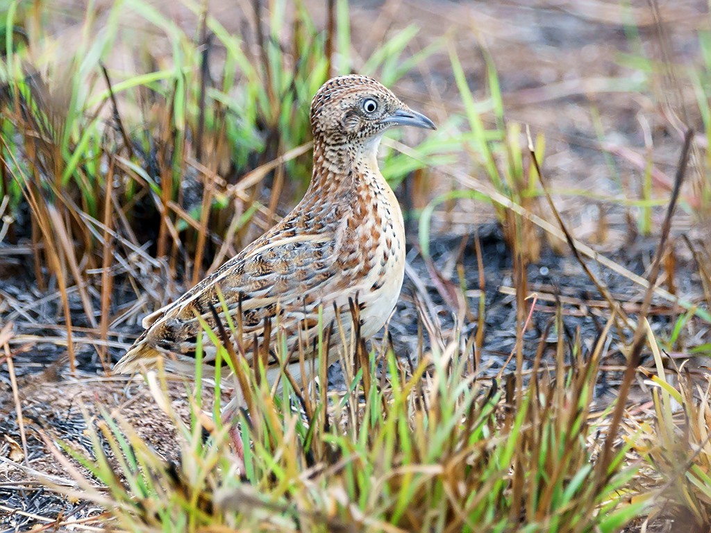 Small Buttonquail - ML205738111