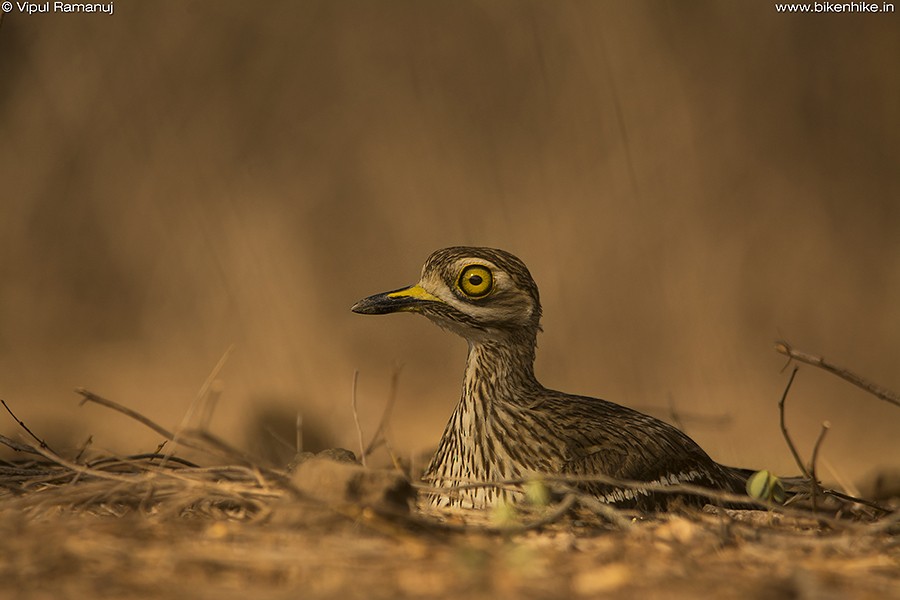 Indian Thick-knee - Vipul Ramanuj