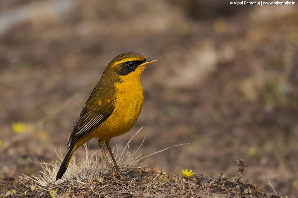 Golden Bush-Robin - ML205738191