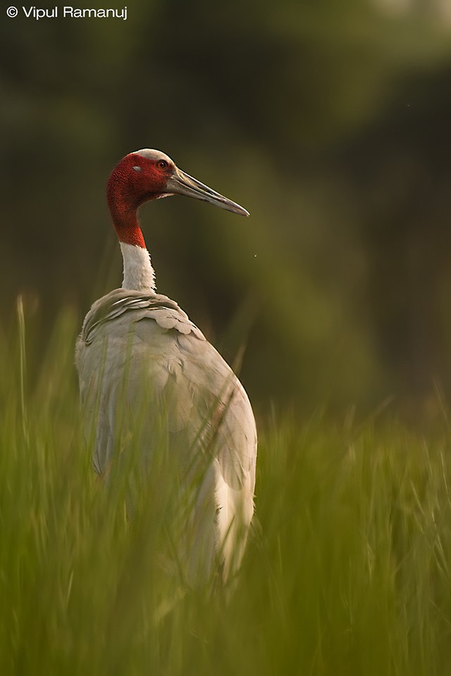Sarus Crane - ML205738201