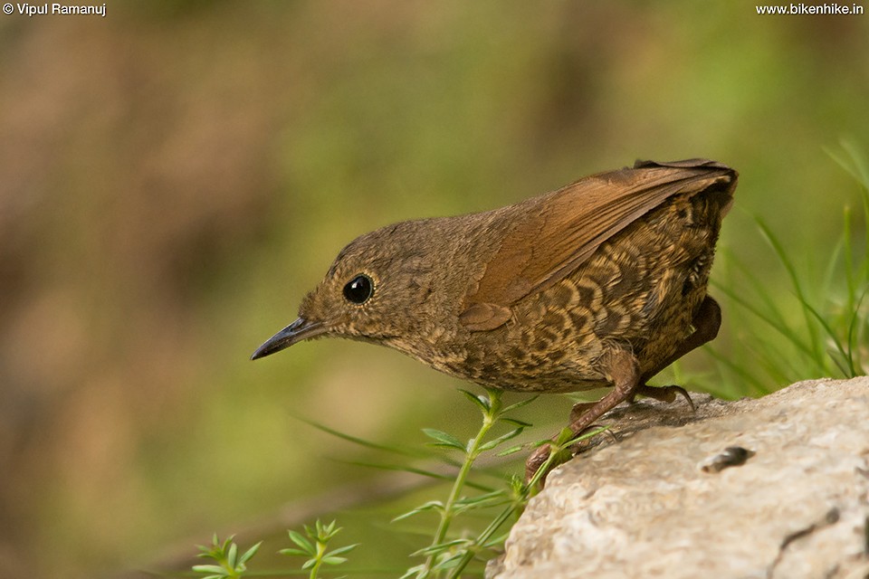 Immaculate Cupwing - ML205738231