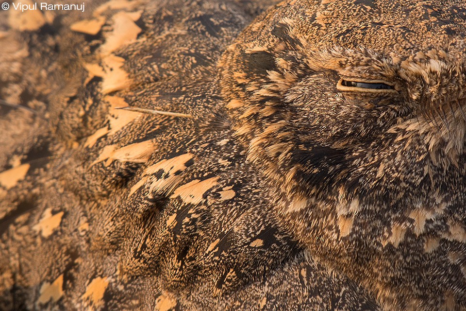 Savanna Nightjar - ML205738241