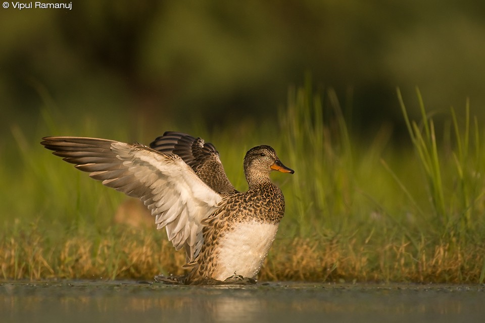 Gadwall (Common) - ML205738251