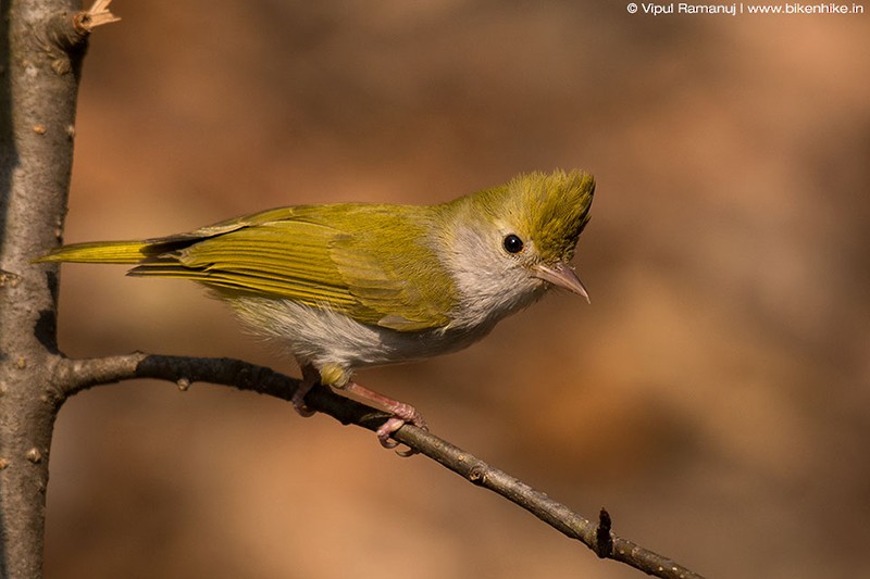 White-bellied Erpornis - Vipul Ramanuj