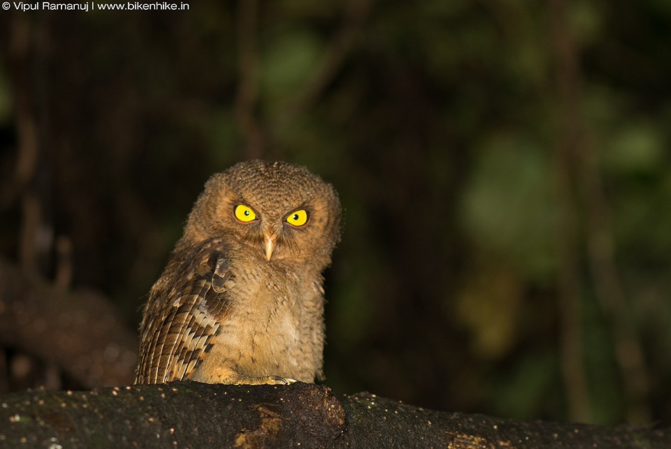 Mountain Scops-Owl - ML205738291