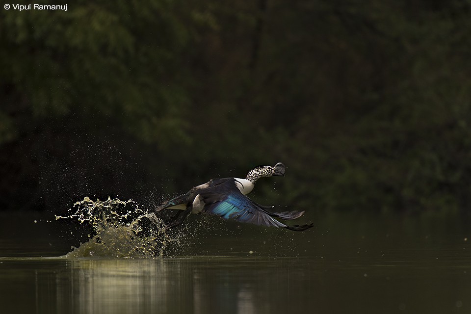 Knob-billed Duck - ML205738311