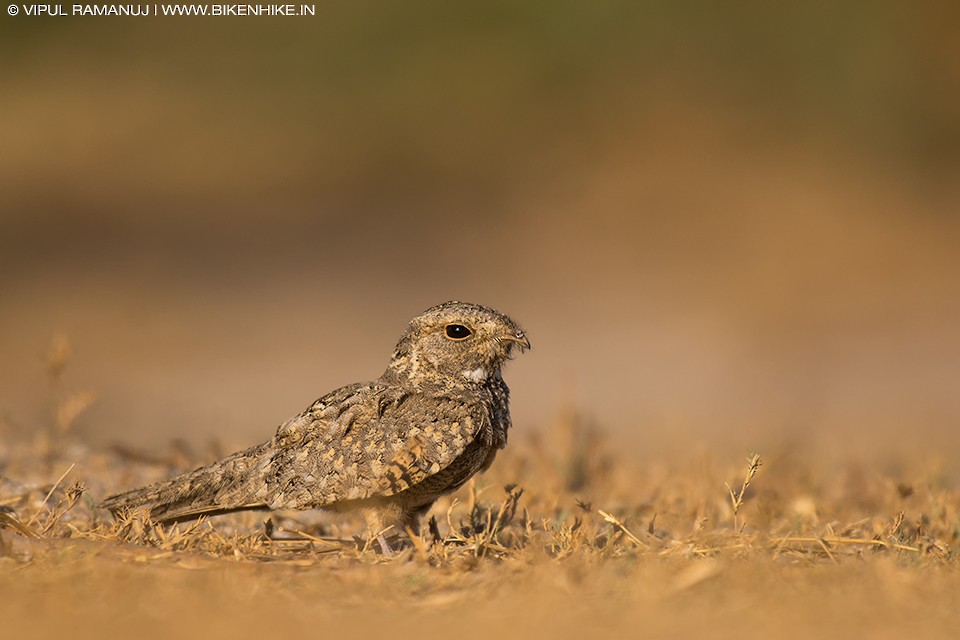 Sykes's Nightjar - ML205738341