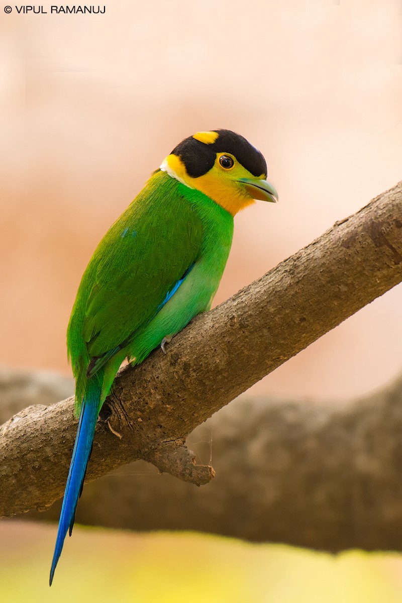 Long-tailed Broadbill - ML205738401