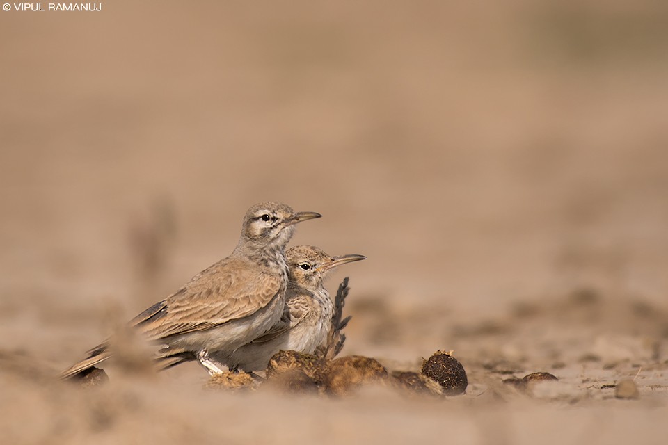 Greater Hoopoe-Lark (Mainland) - ML205738411