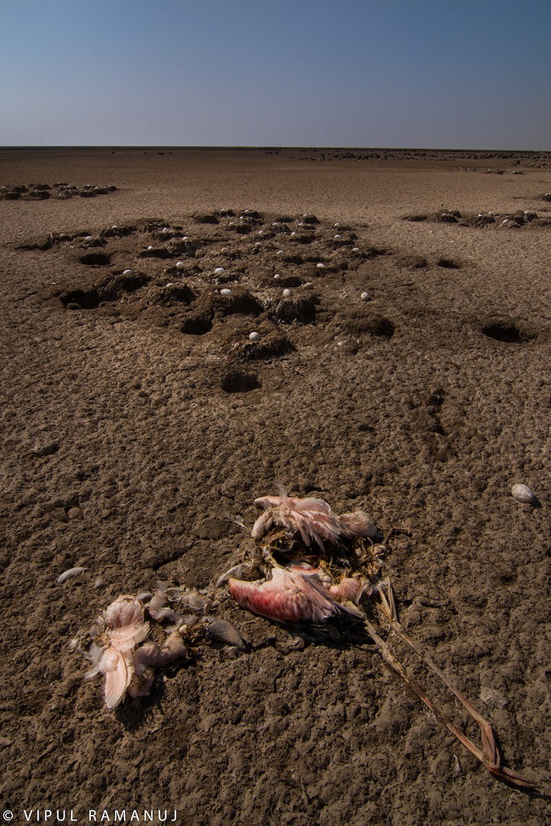 Lesser Flamingo - ML205738441