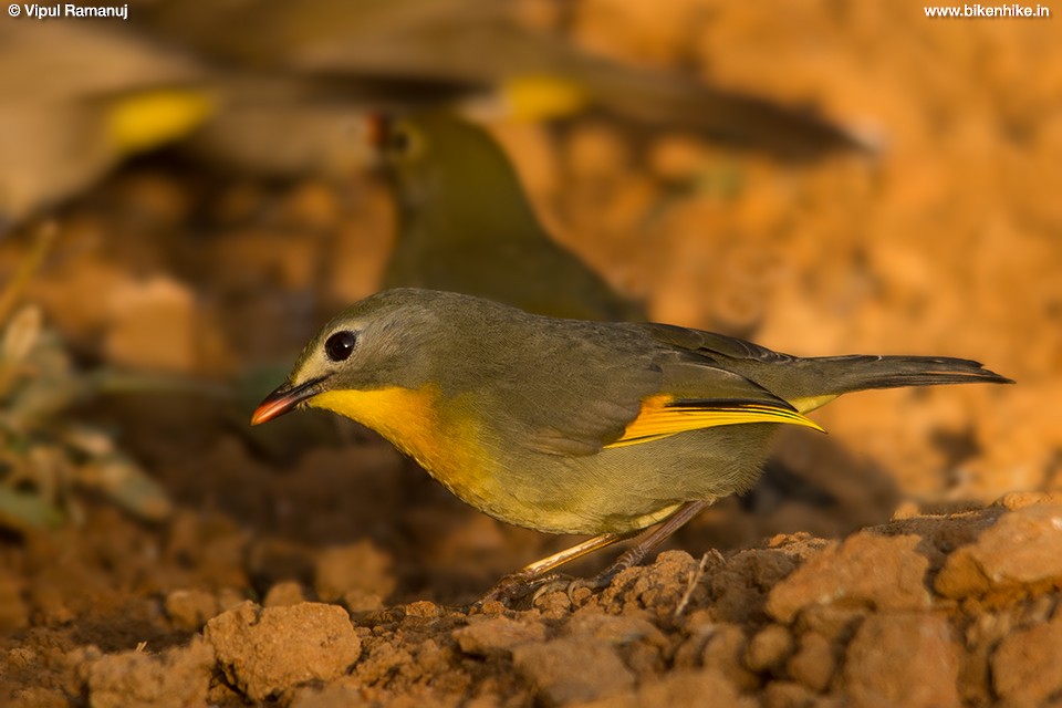 Red-billed Leiothrix - Vipul Ramanuj