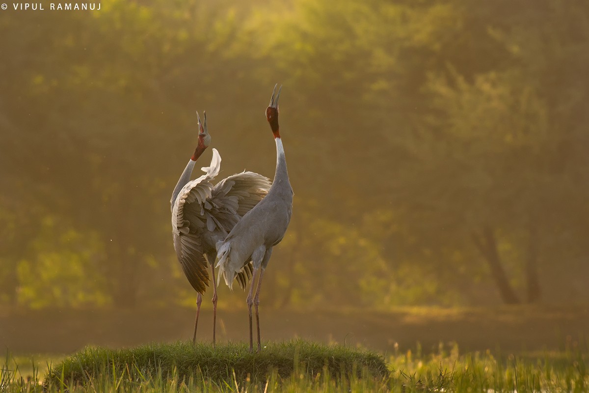 Sarus Crane - ML205738491