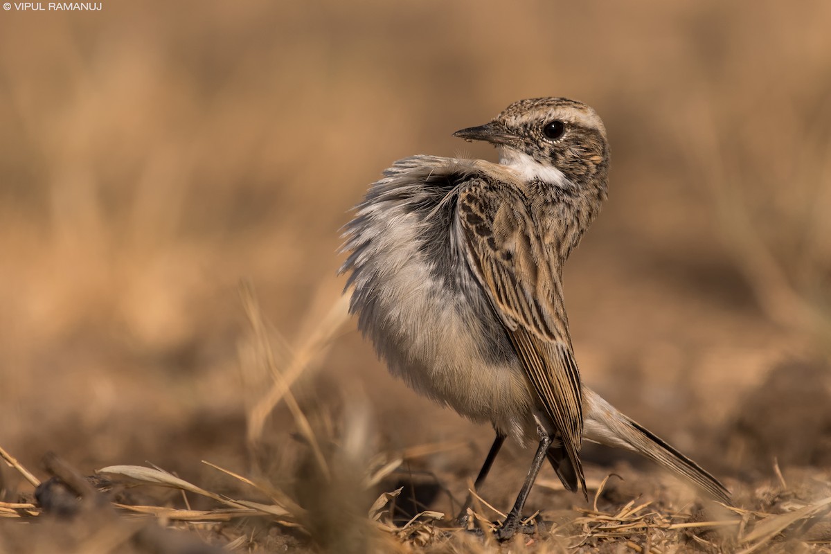 White-browed Bushchat - ML205738511