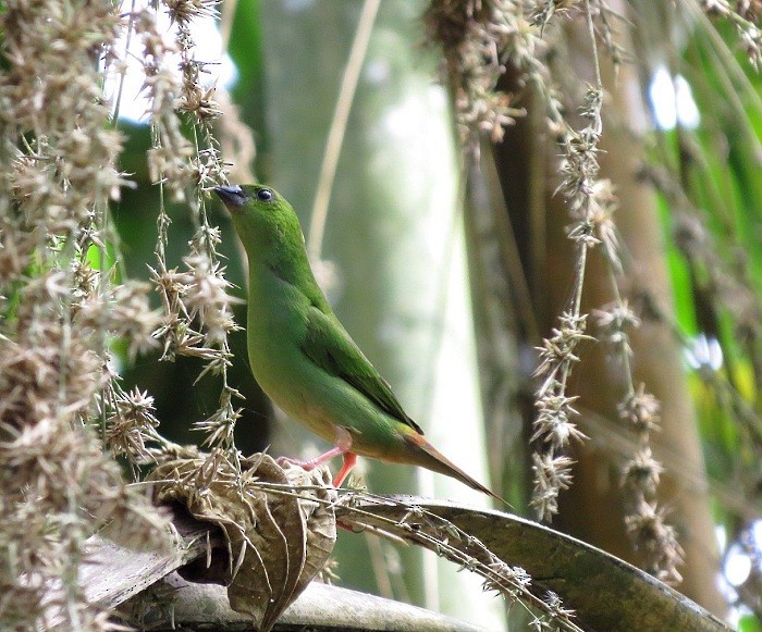 Green-faced Parrotfinch - ML205738531