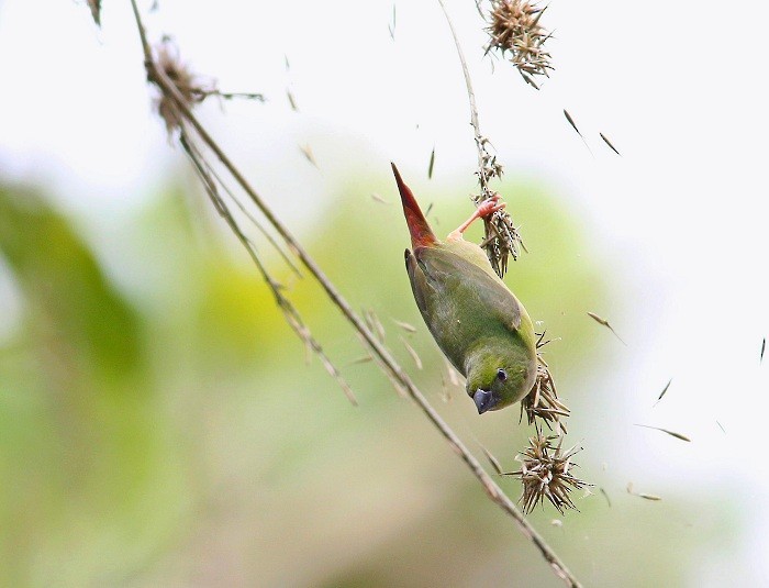 Green-faced Parrotfinch - ML205738541