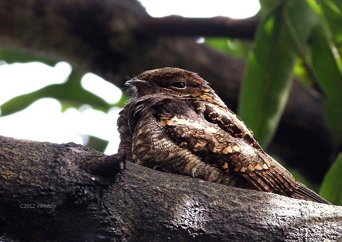 Philippine Nightjar - Irene  Dy