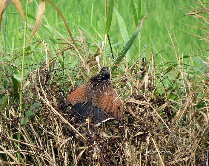 Lesser Coucal - ML205738641