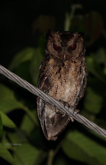 Philippine Scops-Owl - ML205738651