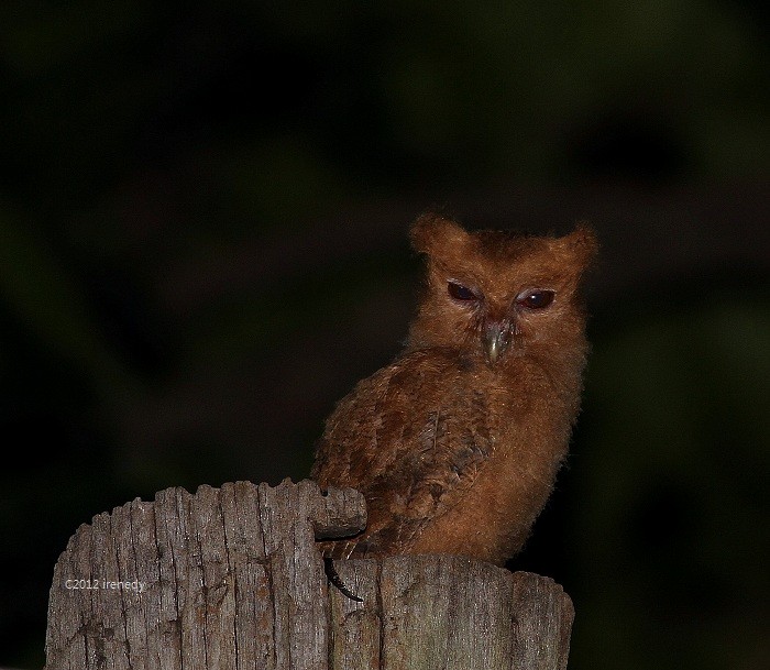 Philippine Scops-Owl - ML205738701