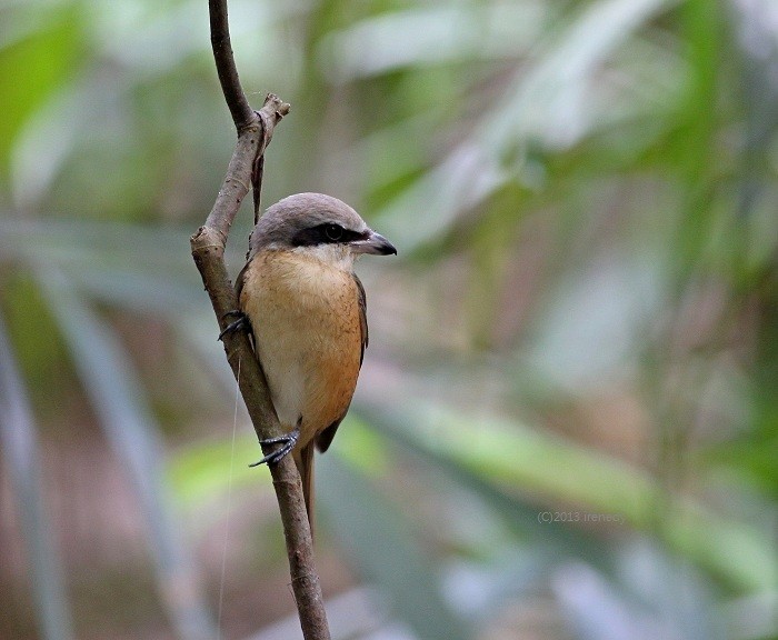 Brown Shrike (Philippine) - ML205738761