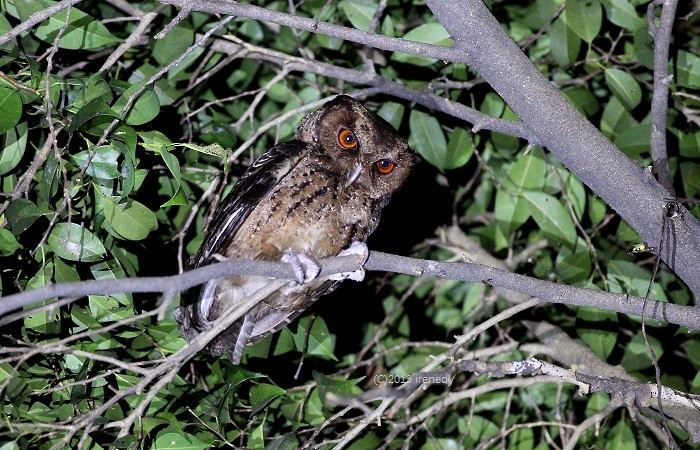 Philippine Scops-Owl - ML205738831