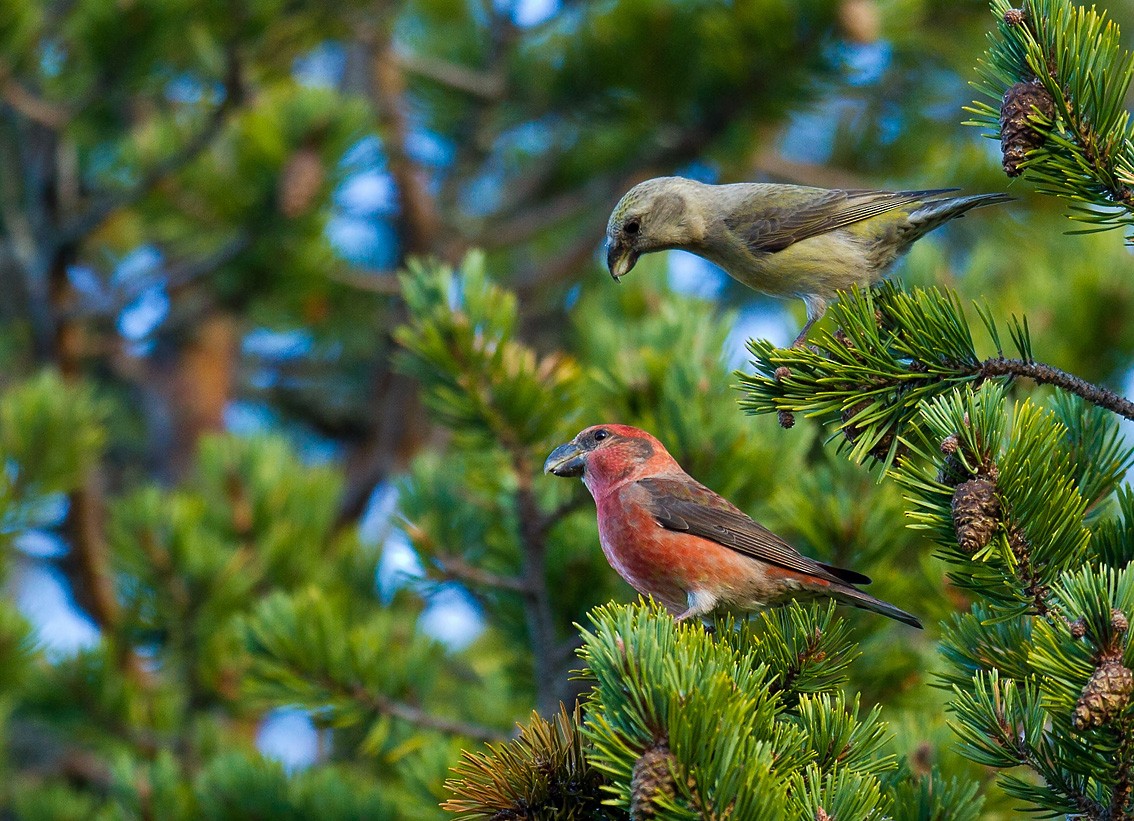 Parrot Crossbill - Morten Venas