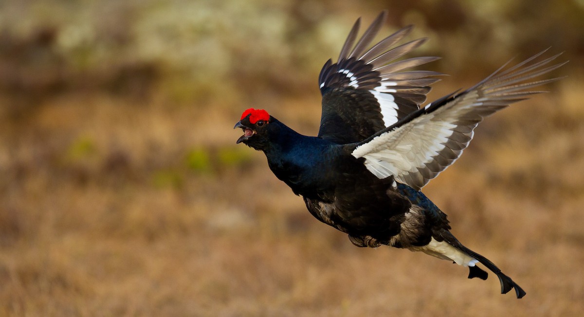 Black Grouse - Morten Venas