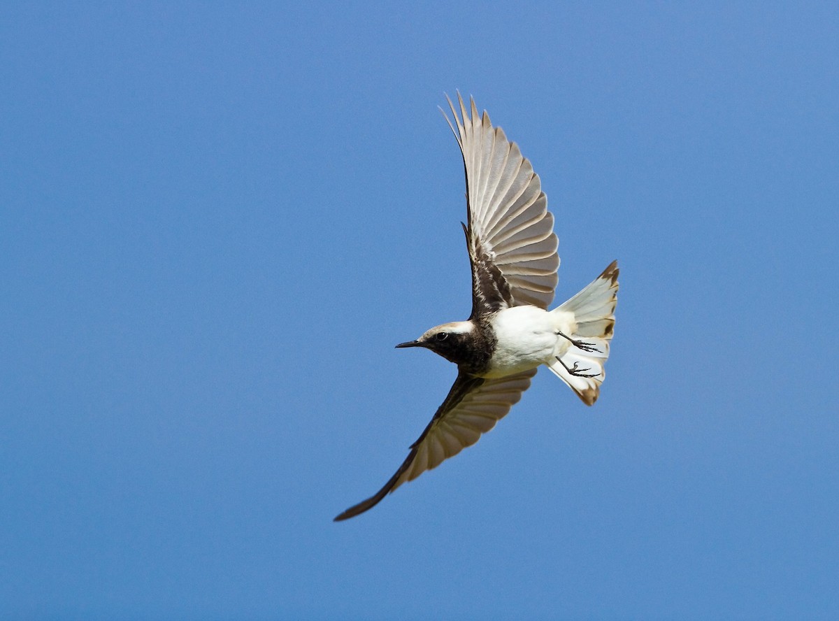 Hooded Wheatear - ML205738971