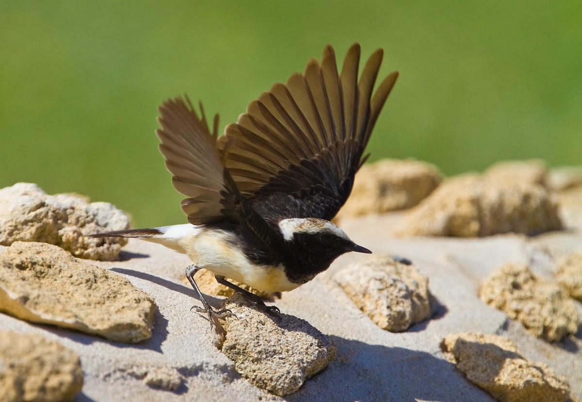 Cyprus Wheatear - ML205738991