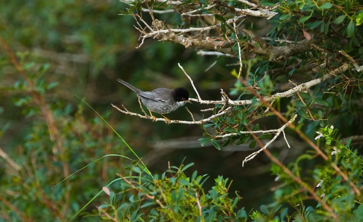 Cyprus Warbler - ML205739001