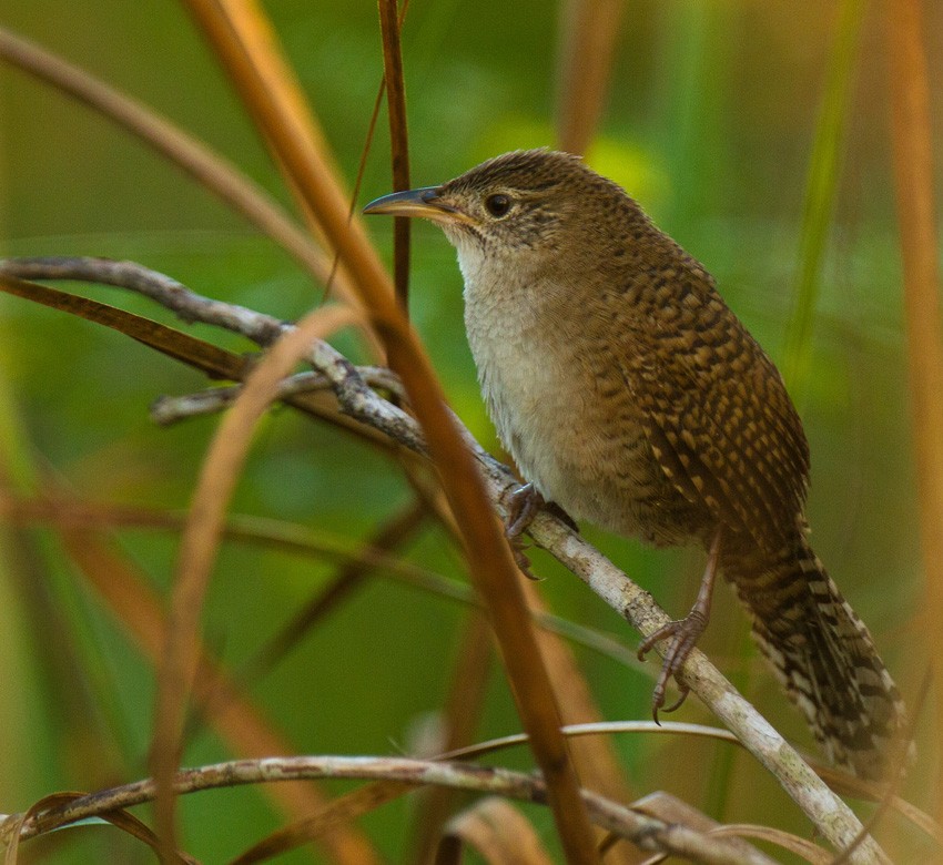 Zapata Wren - ML205739011