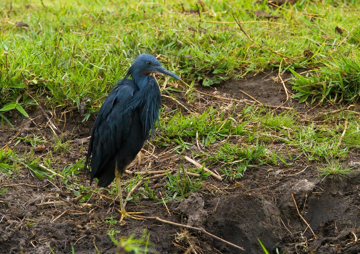 Slaty Egret - ML205739241