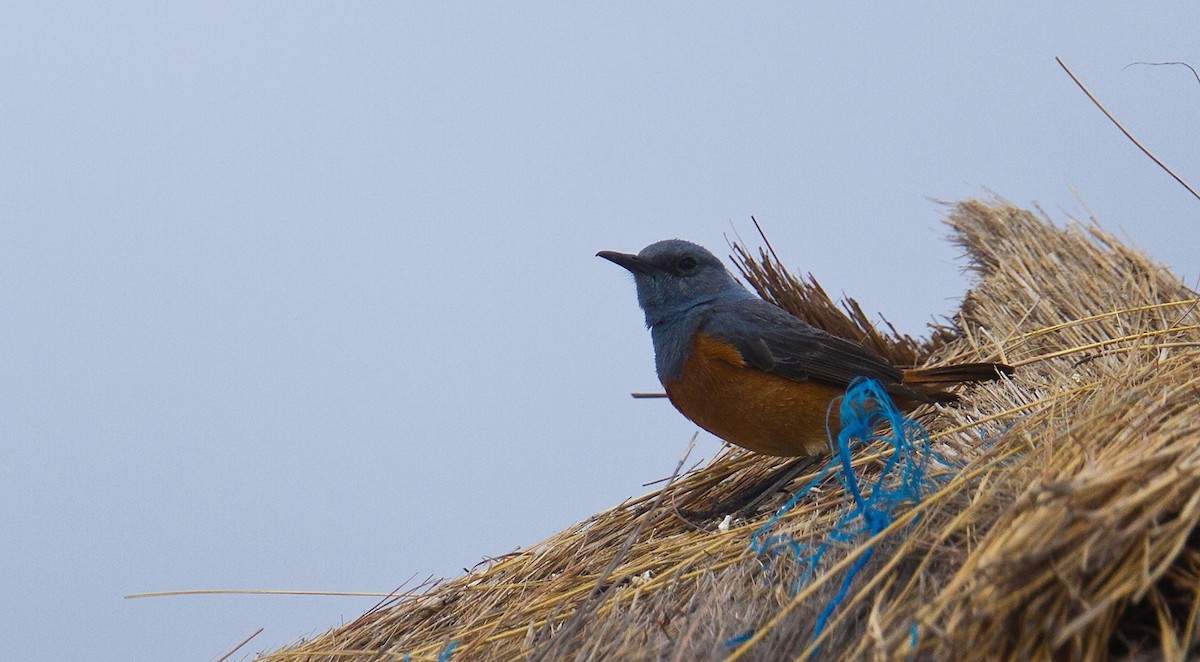 Sentinel Rock-Thrush - Morten Venas