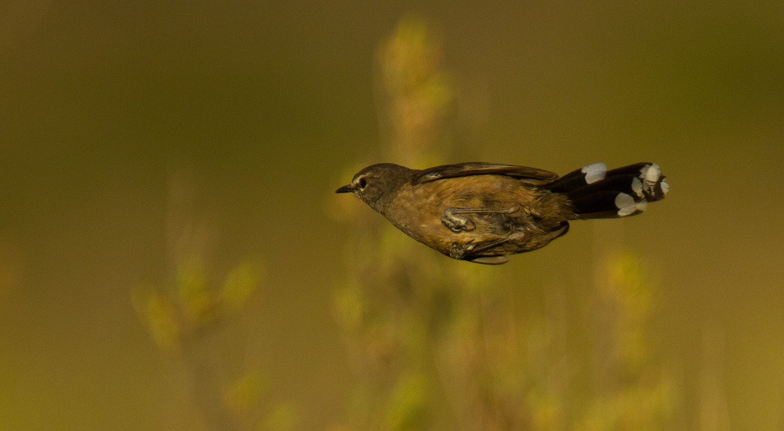 Karoo Scrub-Robin - ML205739331